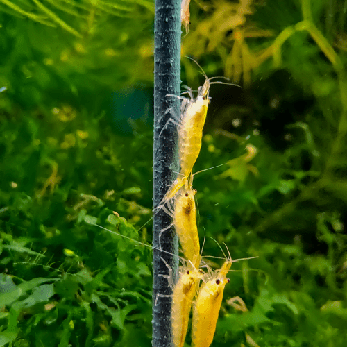 GlasGarten Shrimp Lollies Algae Sticks