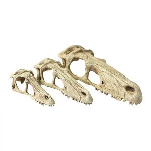 Komodo Raptor kallo