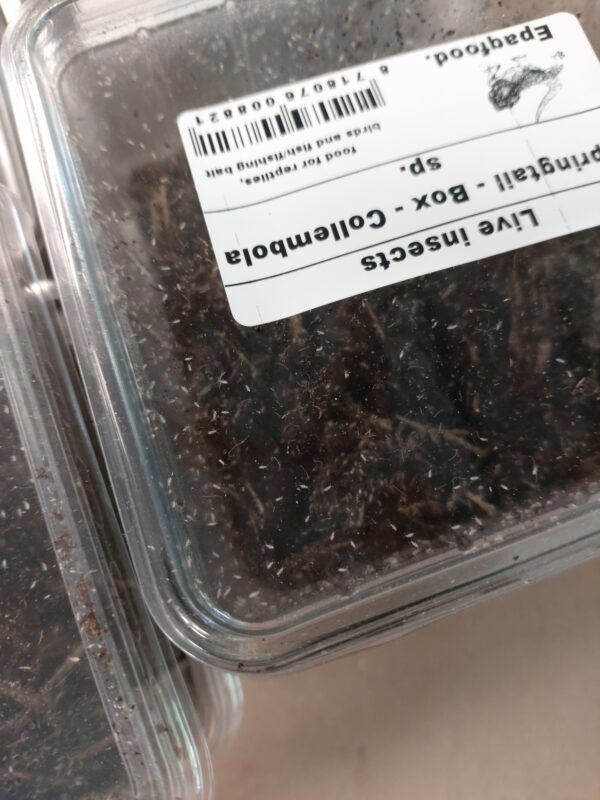 Hyppyhäntäiset - Springtail Box