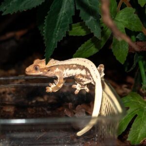 Myydään harjasgekko